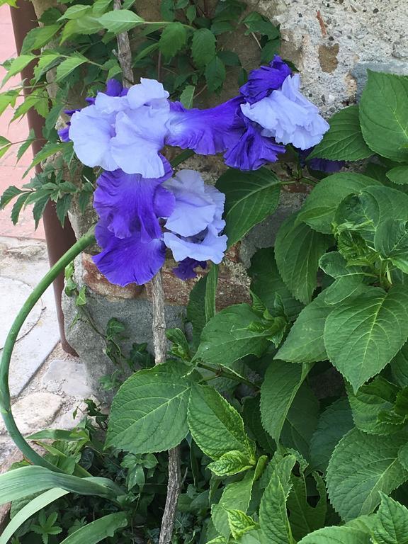 Il Mugello B&B Виккьо Экстерьер фото